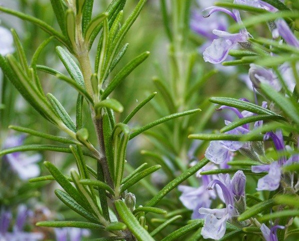 Plantes romarin